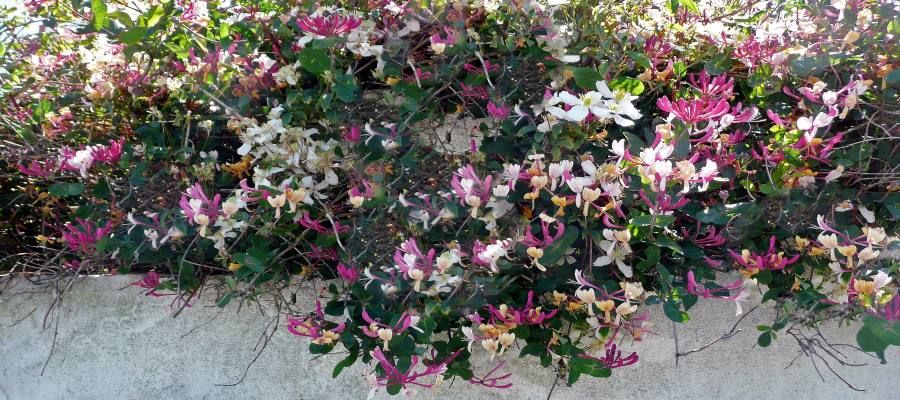 Honeysuckle trailing over a wall in Guernsey 