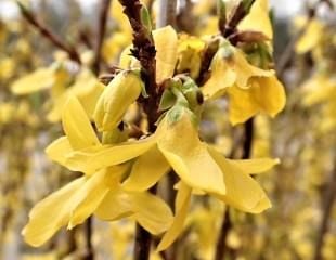 Forsythia in flower