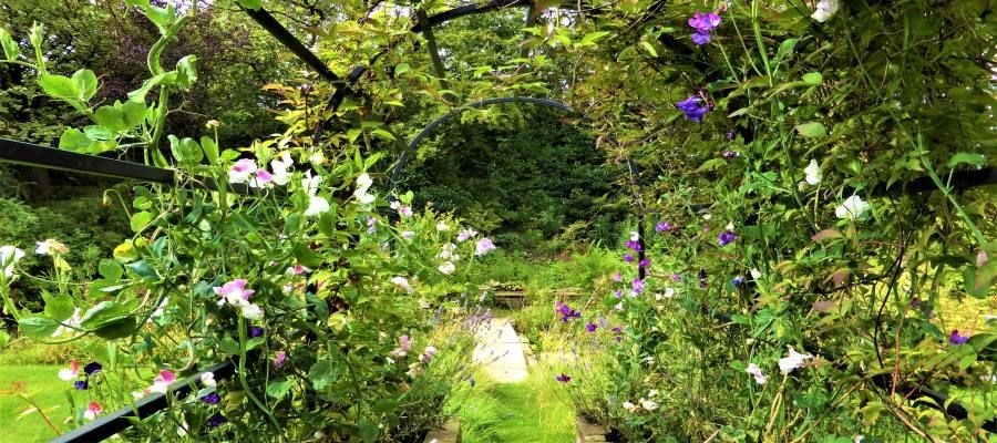 Sweet peas on Arbour