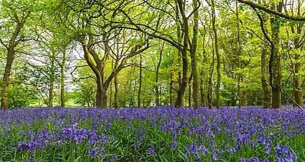 Bluebells in woodland setting