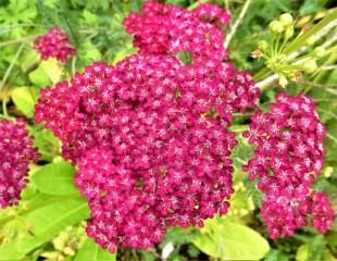 Achillea cerise