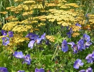 Achillea terracota with blue geranium 