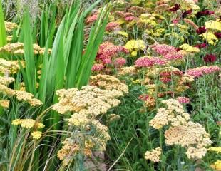 How to grow Achillea a summer flowering herbaceous perennial with a ...