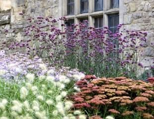 Verbena bonariensis, Sedum, Aster and Pennisetum alopecuroides