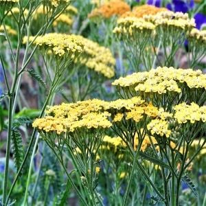 Achillea lovely flat flower heads