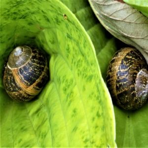 snails on hosta