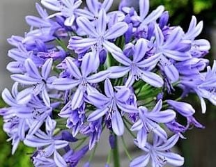 agapanthus flowers