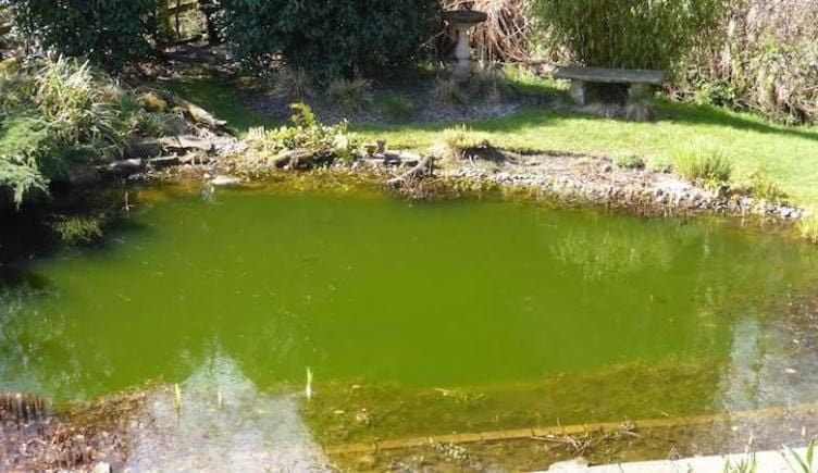 green pond