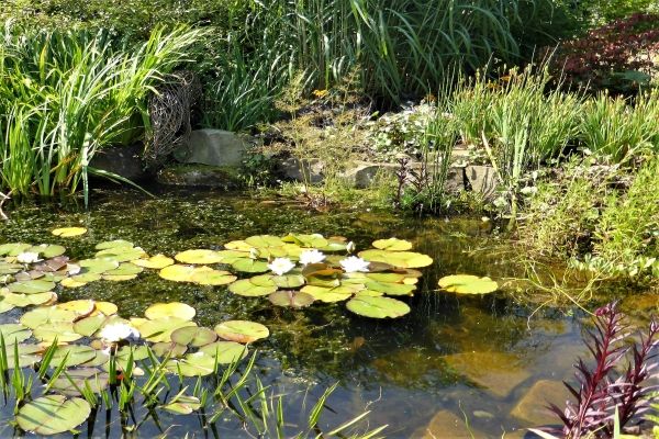 What to do with a green pond and how to clear it