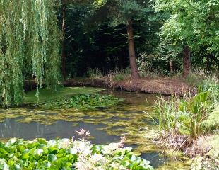restful pond 