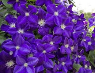 Clematis jackmanii in flower