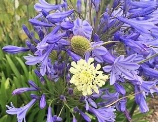 blue agapanthus with  creamy white scabious