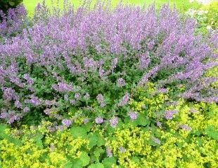 Soft blue Nepeta with frothy lime green Alchemilla 