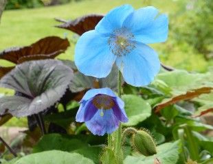 Meconopsi the Himalayan Blue Poppy