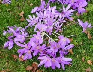 Autumn Crocus