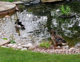 花园池塘上的鸭子