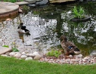 Ducks visiting garden pond