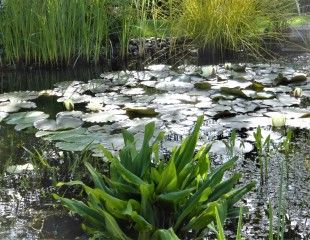 Mature large pond planted with water lilies