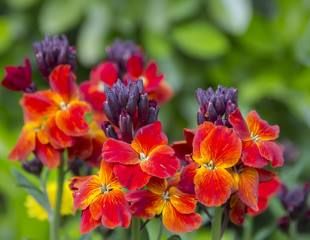 The brightly coloured spring flowers of Erysimum cheiri Cheiranthus also kno