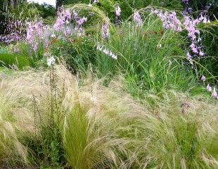 Grass tenuissma and Diarama