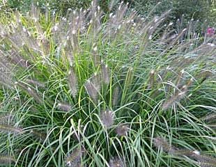 Ornamental grass Pennisetum alopecuroides