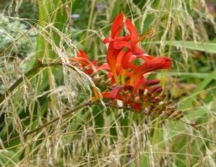 Crocosmia Lucifer with grasses