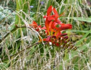 Crocosmia Lucifer with grasses