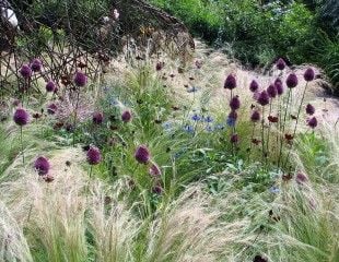 Stipa tenuissima, Allium,  Nigella and Cosmos 