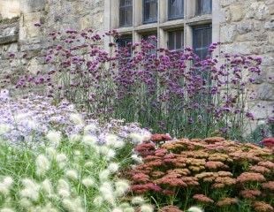 Verbena bonariensis, Sedum, Aster and Pennisetum alopecuroides