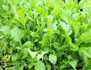 Growing Cultivated rocket