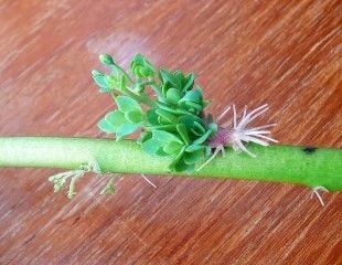 Sedum grown in water