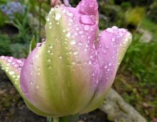 Tulip with raindrops