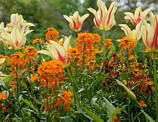 Tulips with Wallflowers 