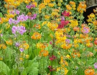 Candelabra Primula Harlow Car hybrids growing next to a stream