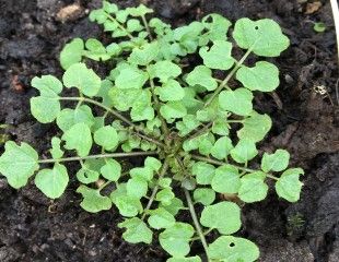 Weed Hairy bittercress (Cardamine histuta) 