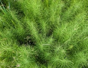 Weed Horsetails on mass