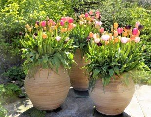 tulips in large containers