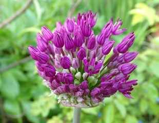 Allium emerging