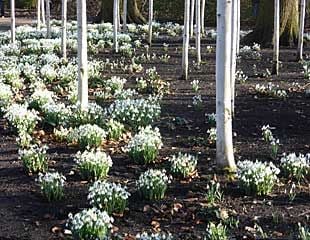 Snow drops with White Birch trees on display at Dunham Massey 