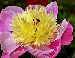 Paeonia common name Peony 'Bowl of Beauty'