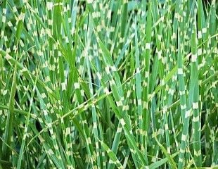 Popular ornamenal grass Misacantus sinensis zebrinus