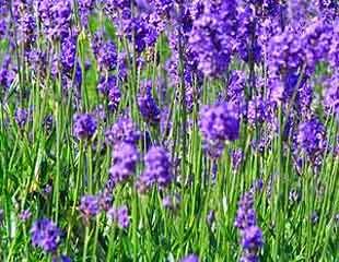 Bee friendly lavender 