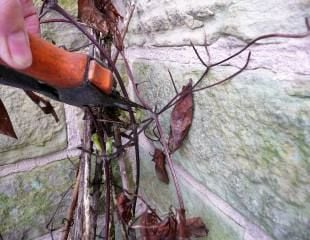 clematis prune to just above axil bud