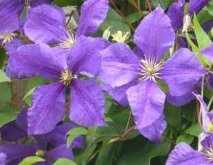 Clematis Perle d'azure