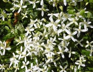 Clematis terniflora 