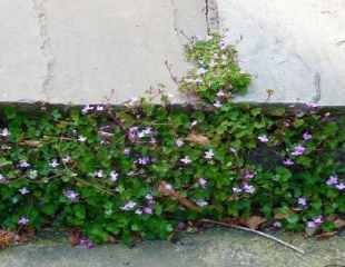 Ivy leaved toad flax on steps