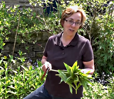 Carol Bartlett The Sunday Gardener