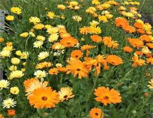 Calendula on masse