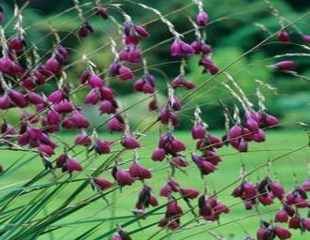 Dierama pulcherrimum blackbird 310