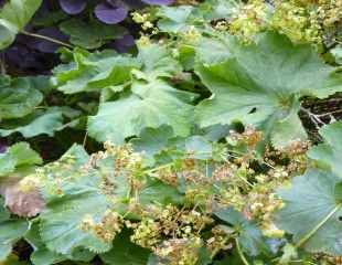 Alchemilla mollis looking brown and tatty